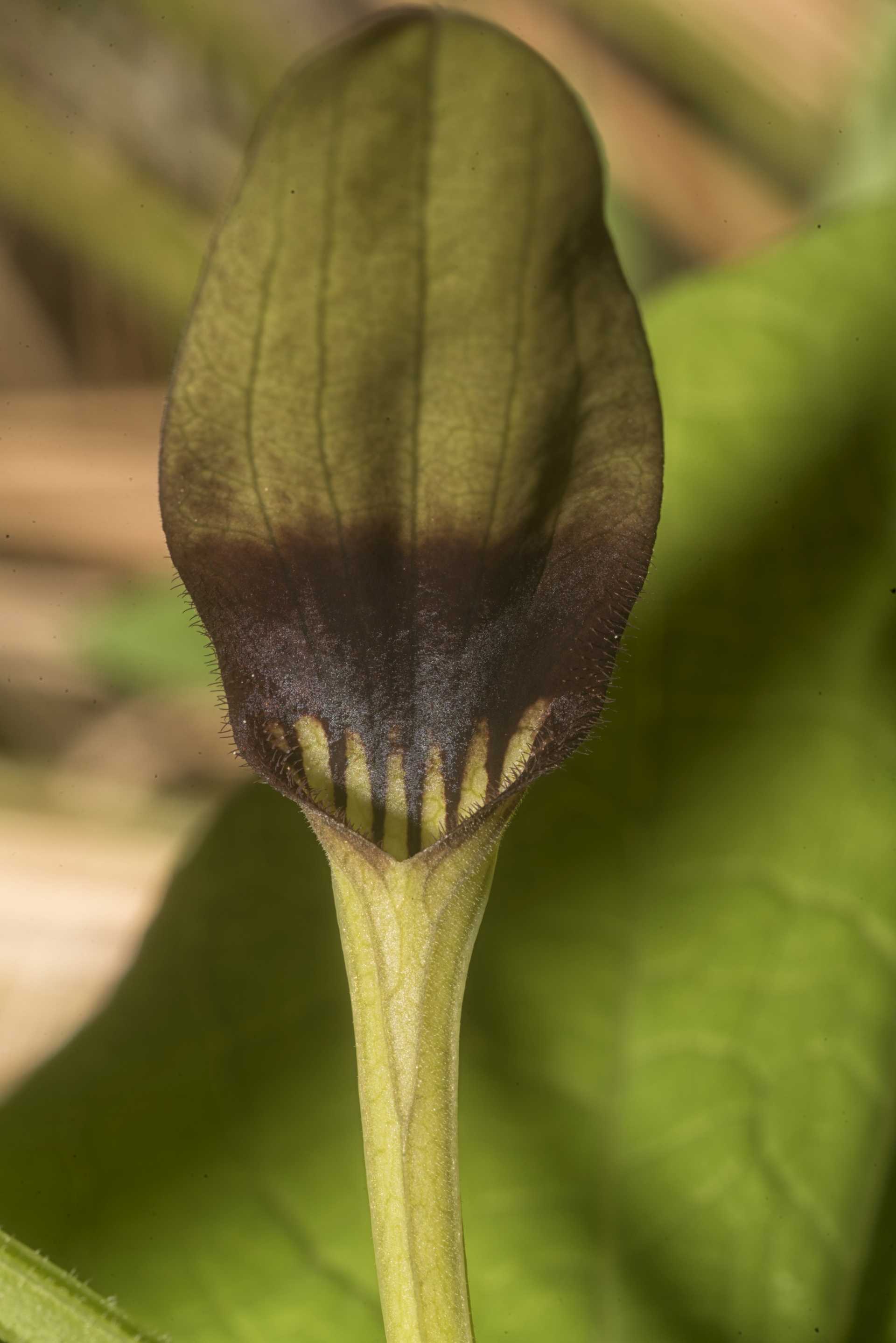 L''erba astrologa, Aristolochia rotunda